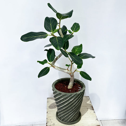 曲線を描く幹が特徴のベンガレンシスの鉢植え