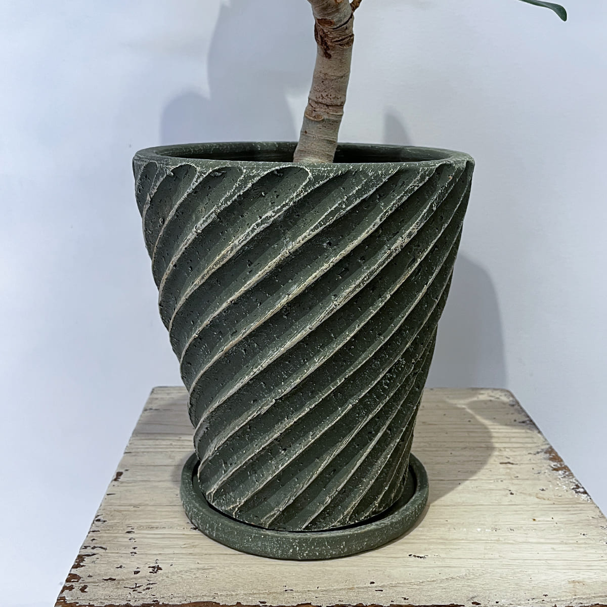 ベンガレンシスの植木鉢