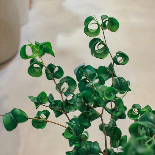 【ベンジャミン・バロック】観葉植物 (陶器鉢付き)