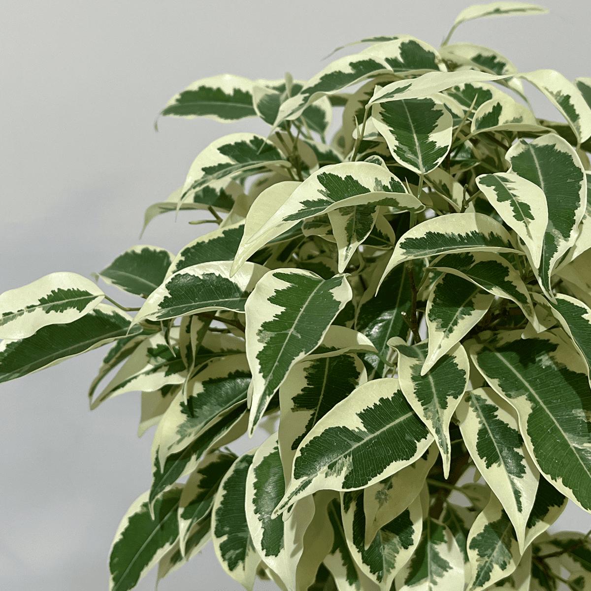 【ベンジャミン・スターライト】3本仕立て｜観葉植物（鉢付き）