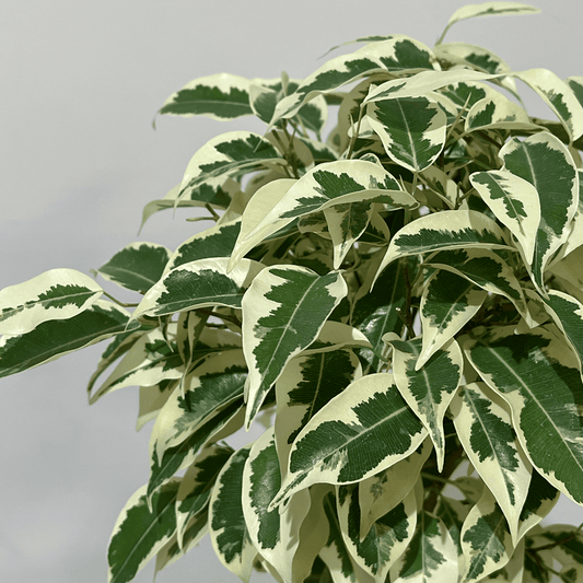 【ベンジャミン・スターライト】3本仕立て｜観葉植物（鉢付き）