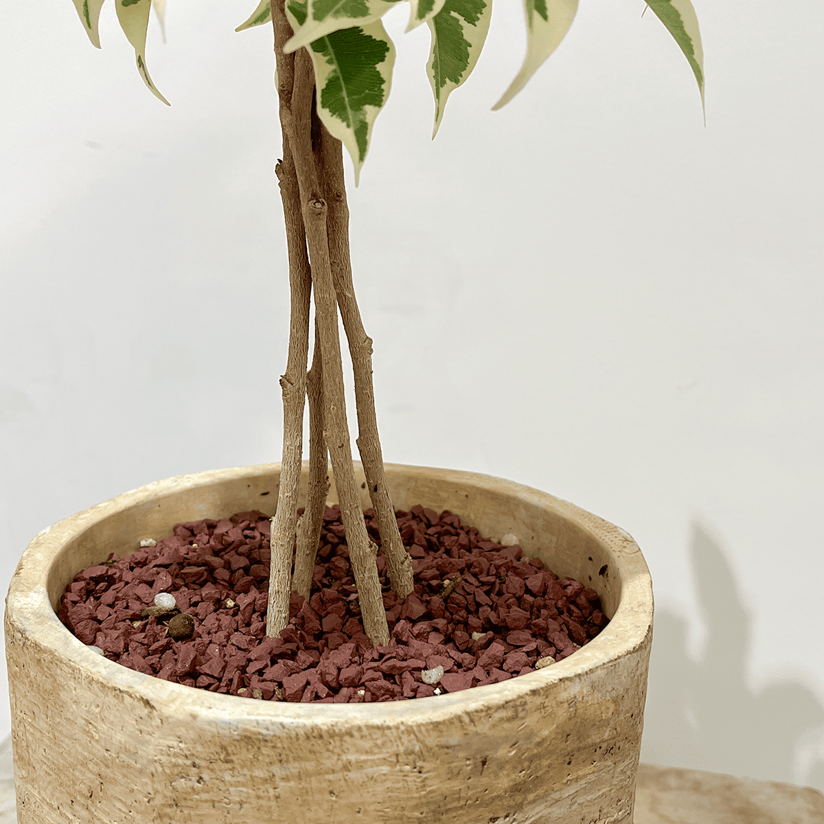 【ベンジャミン・スターライト】3本仕立て｜観葉植物（鉢付き）