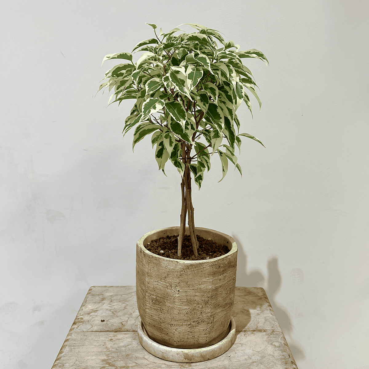 【ベンジャミン・スターライト】3本仕立て｜観葉植物（鉢付き）