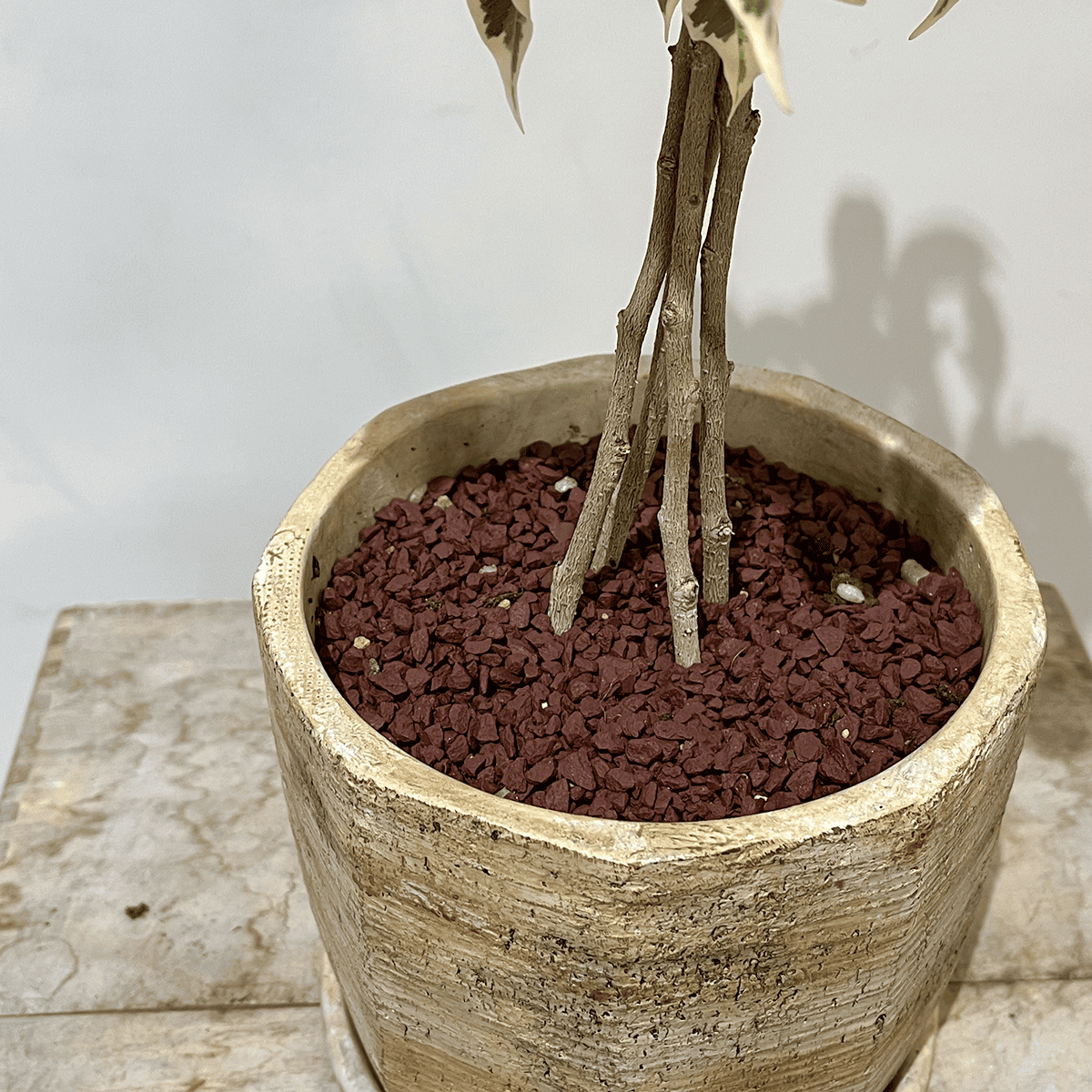 【ベンジャミン・スターライト】3本仕立て｜観葉植物（鉢付き）