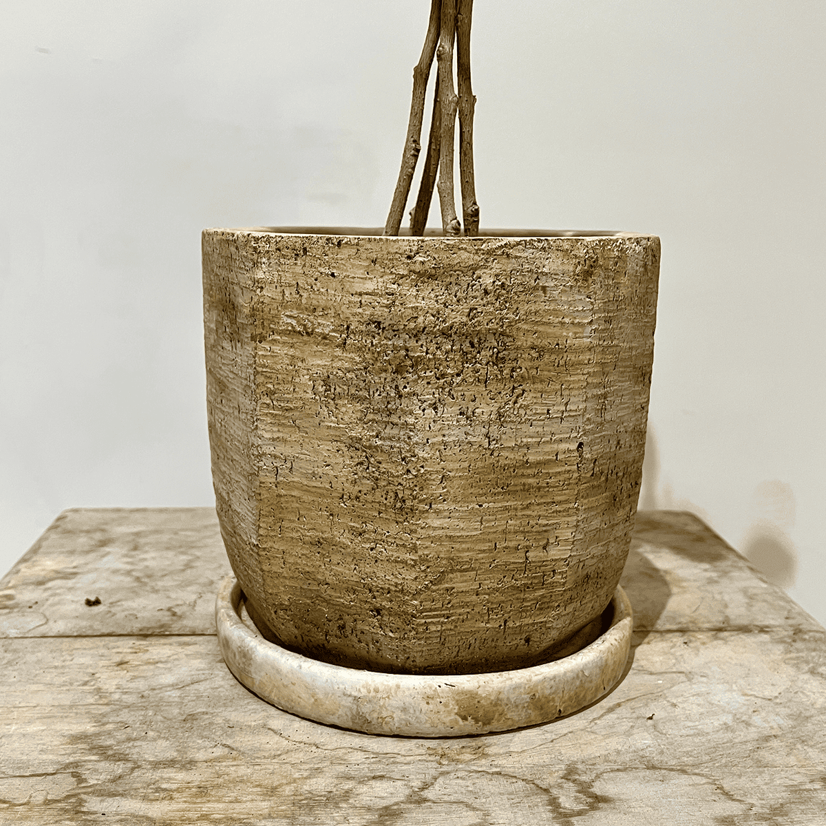 【ベンジャミン・スターライト】3本仕立て｜観葉植物（鉢付き）