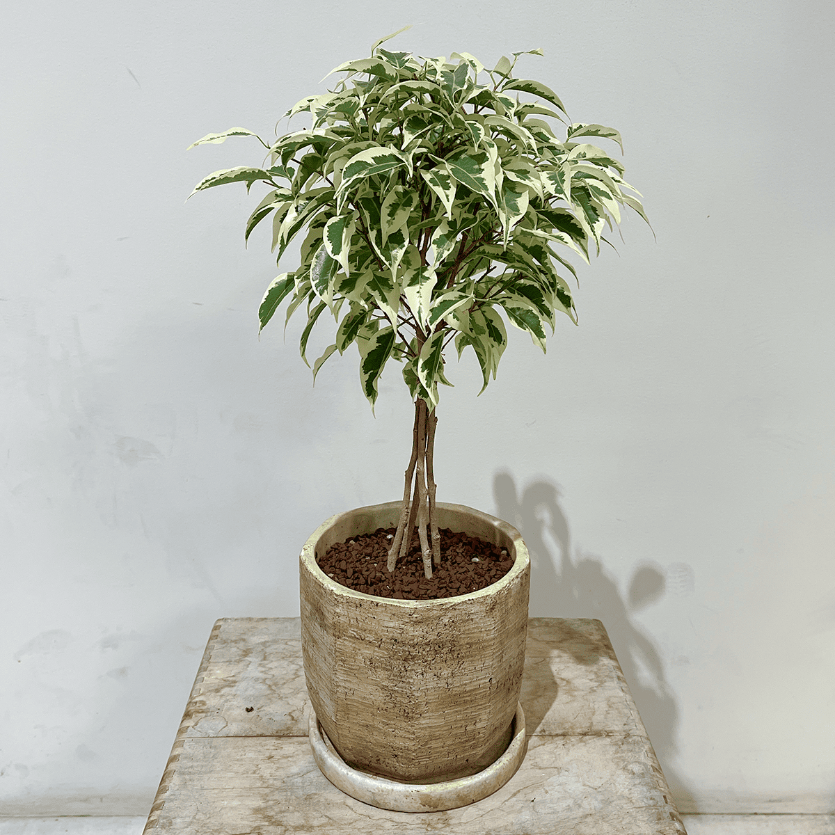 【ベンジャミン・スターライト】3本仕立て｜観葉植物（鉢付き）