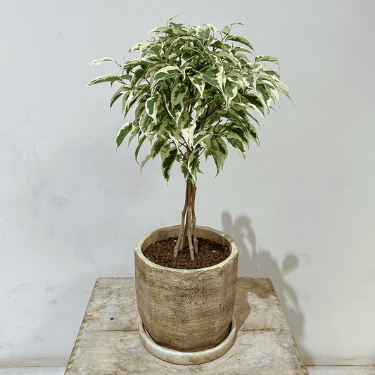 【ベンジャミン・スターライト】3本仕立て|観葉植物(鉢付き)