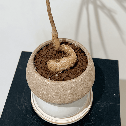 【ボトルツリー】陶器鉢付き|観葉植物