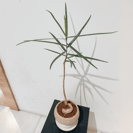 【ボトルツリー】陶器鉢付き|観葉植物