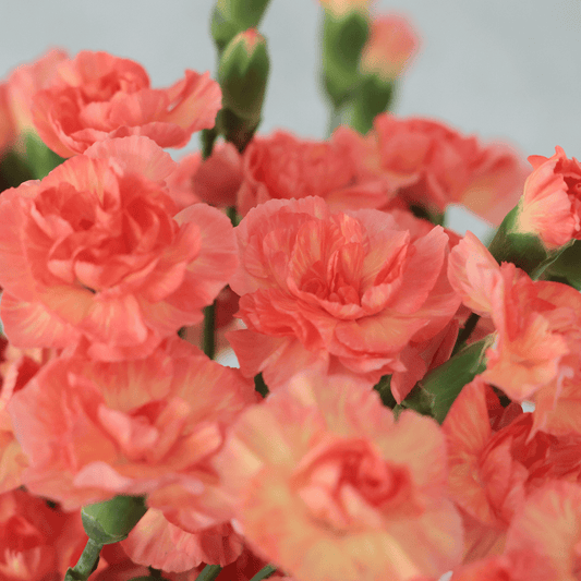 WEB限定｜バイヤーの気まぐれセール！スプレーカーネーションの花束 (２０本)