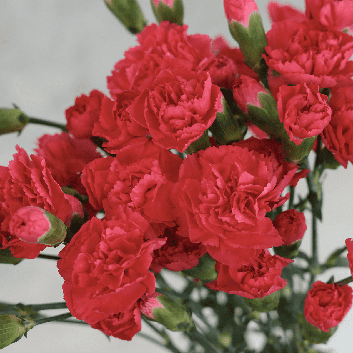 WEB限定｜バイヤーの気まぐれセール！スプレーカーネーションの花束 (２０本)