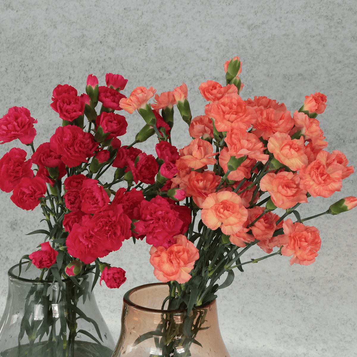 WEB限定｜バイヤーの気まぐれセール！スプレーカーネーションの花束 (２０本)