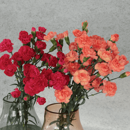 WEB限定|バイヤーの気まぐれセール!スプレーカーネーションの花束 (20本)