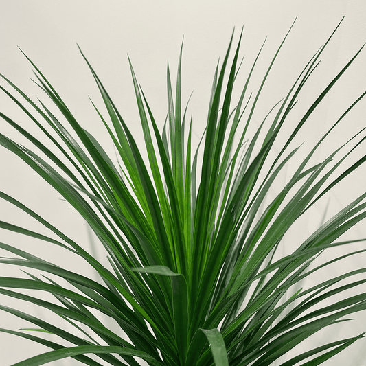 【ドラセナ カンボジアーナ】中型｜観葉植物