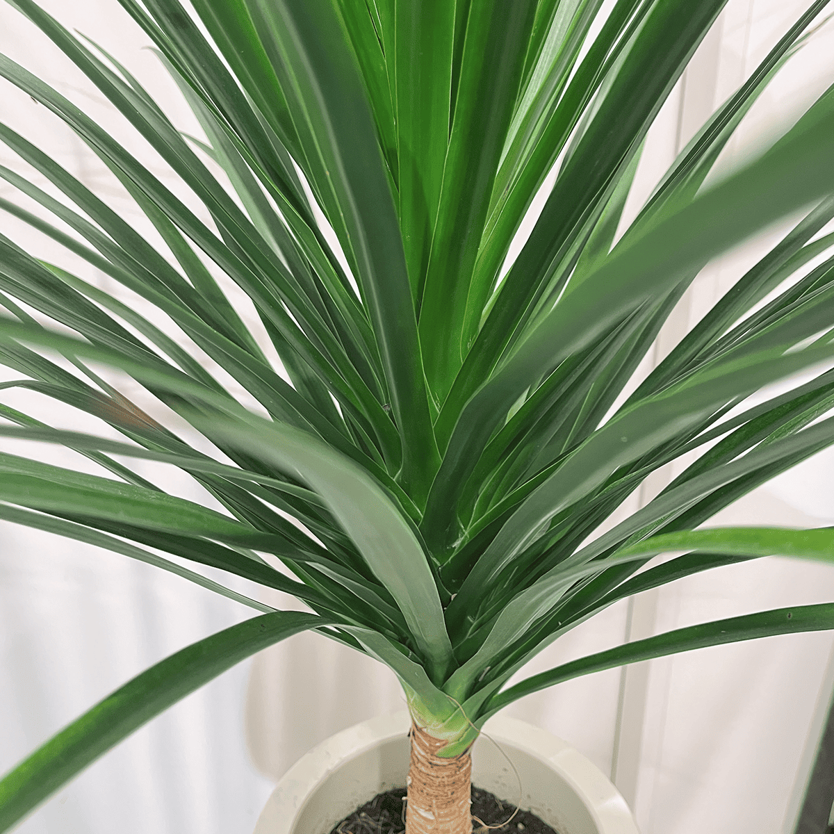 【ドラセナ カンボジアーナ】中型｜観葉植物