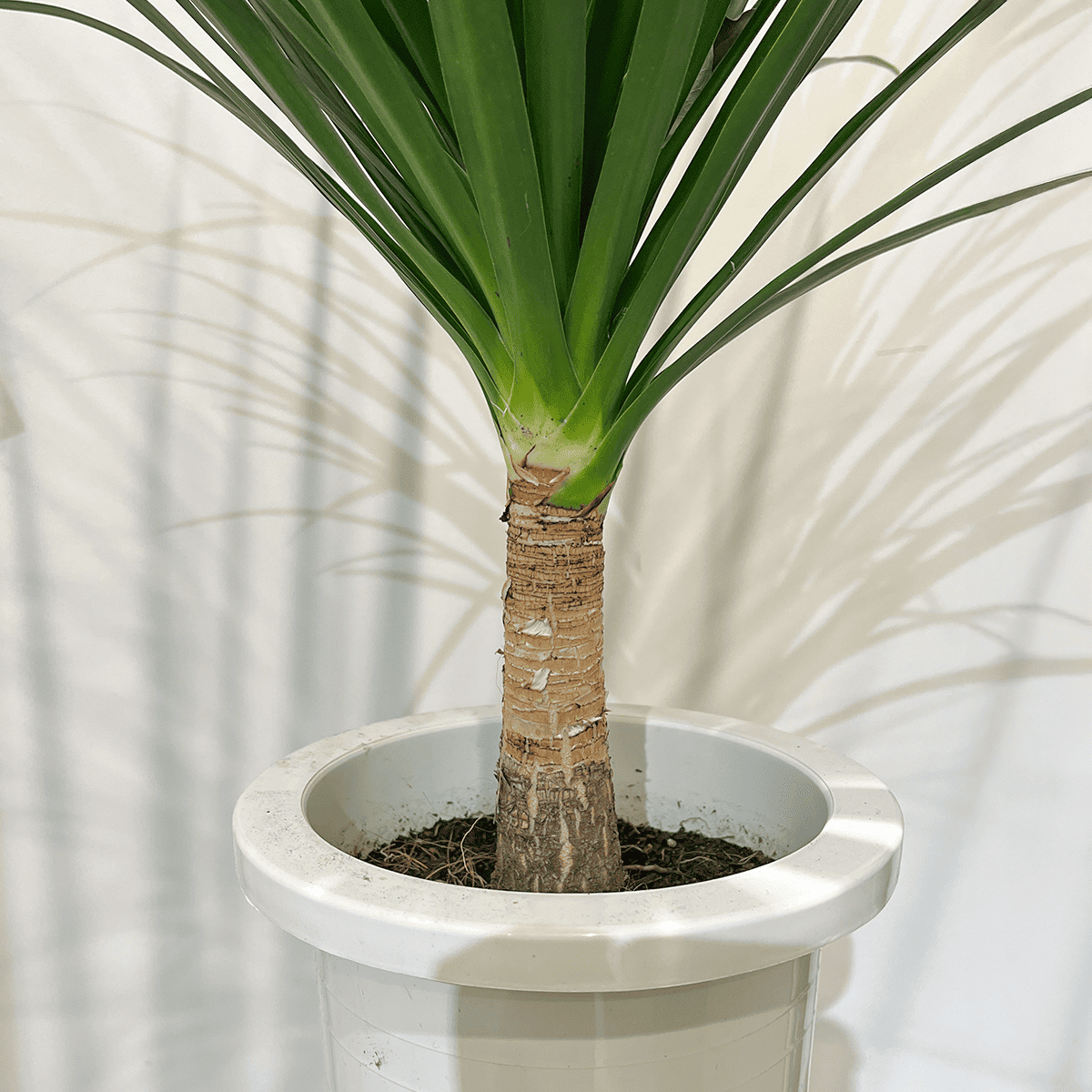 【ドラセナ カンボジアーナ】中型｜観葉植物