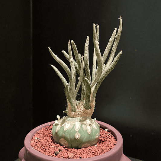 【アストロフィツム・カプトメデューサ】観葉植物（陶器製鉢付き）