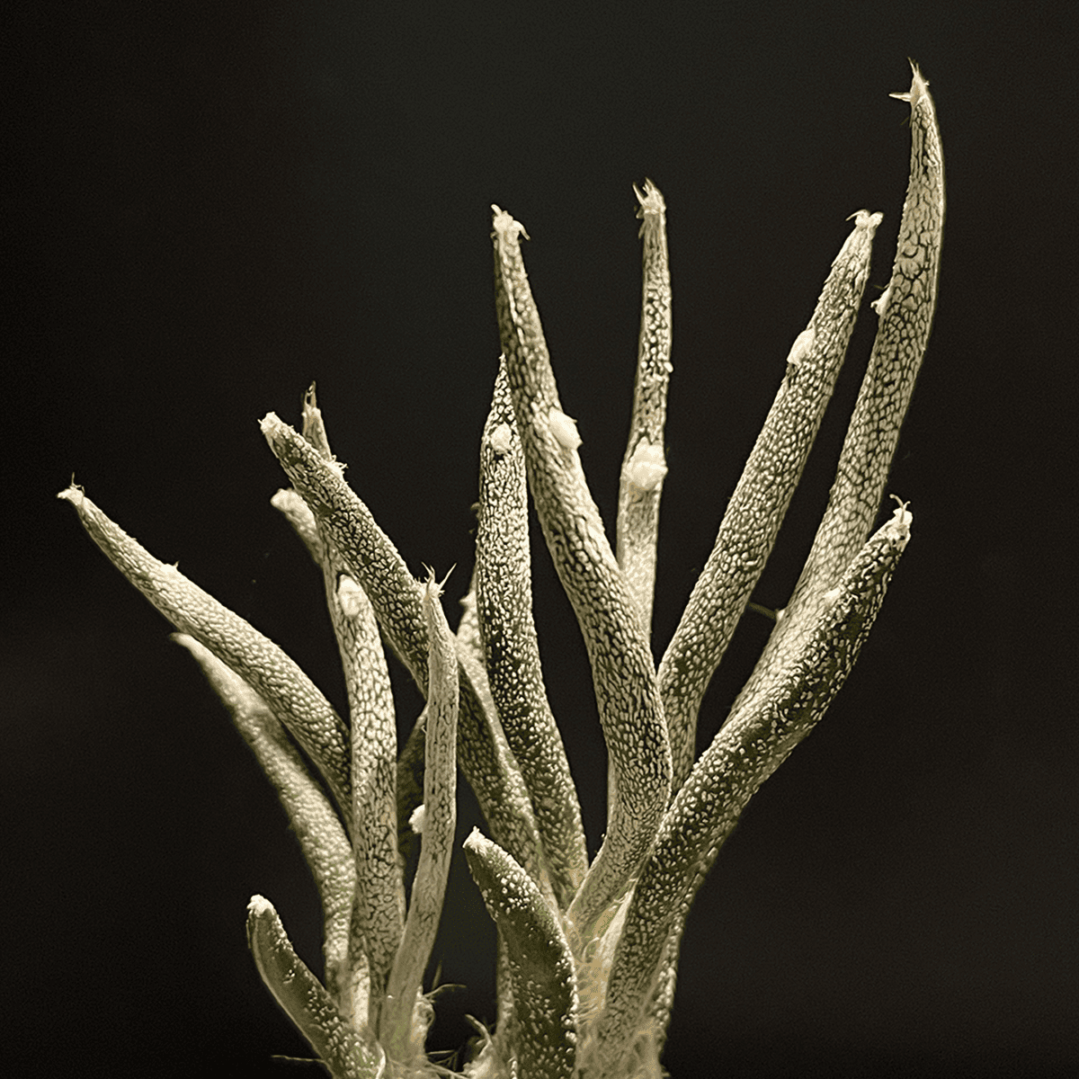 【アストロフィツム・カプトメデューサ】観葉植物（陶器製鉢付き）