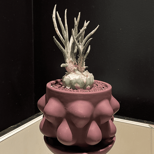 【アストロフィツム・カプトメデューサ】観葉植物（陶器製鉢付き）