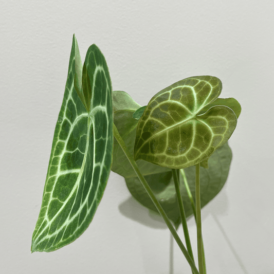 【アンスリウム クラリネルビウム】観葉植物 (陶器鉢付き)