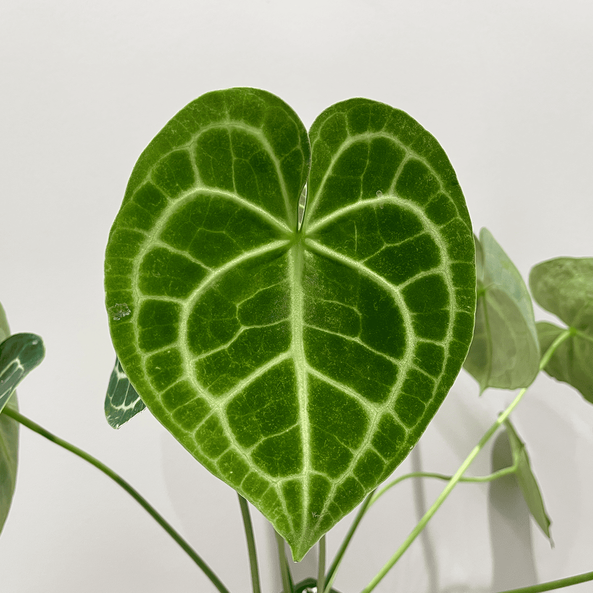 アンスリウム クラリネルビウム】観葉植物 (陶器鉢付き)|観葉植物の アンスリウム クラリネルビウム】観葉植物 (陶器鉢付き)|観葉植物の