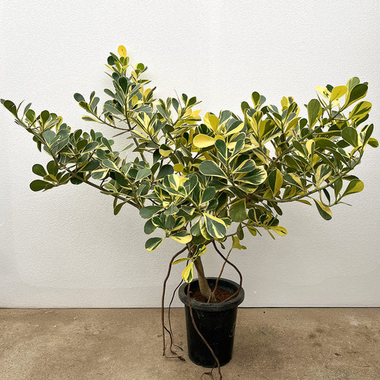 【クルシア ロゼア（斑入り）】大型｜観葉植物