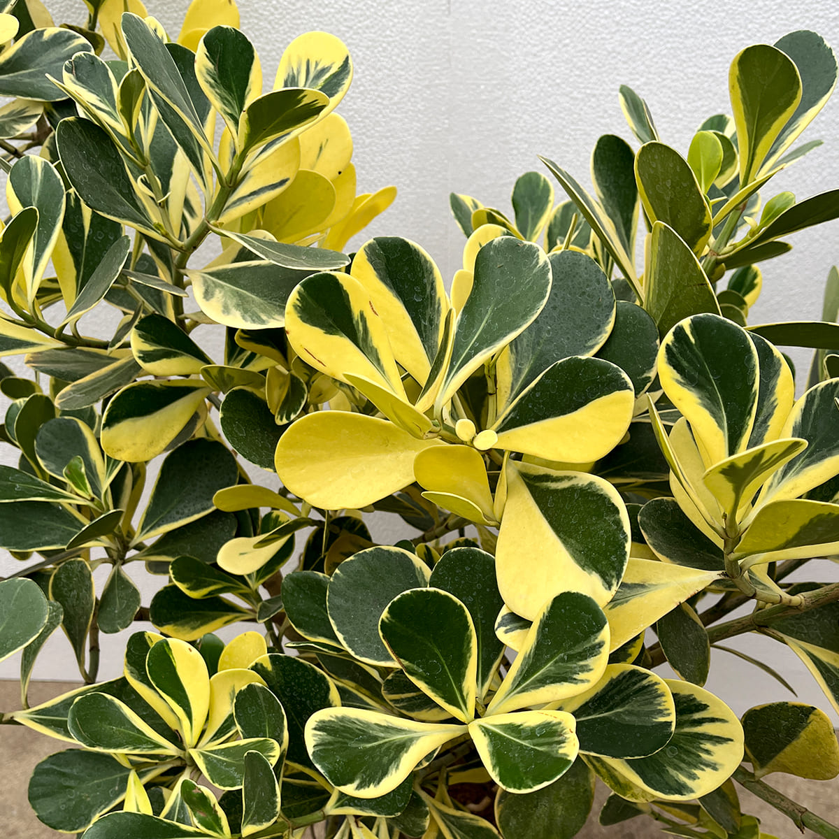 【クルシア ロゼア（斑入り）】大型｜観葉植物
