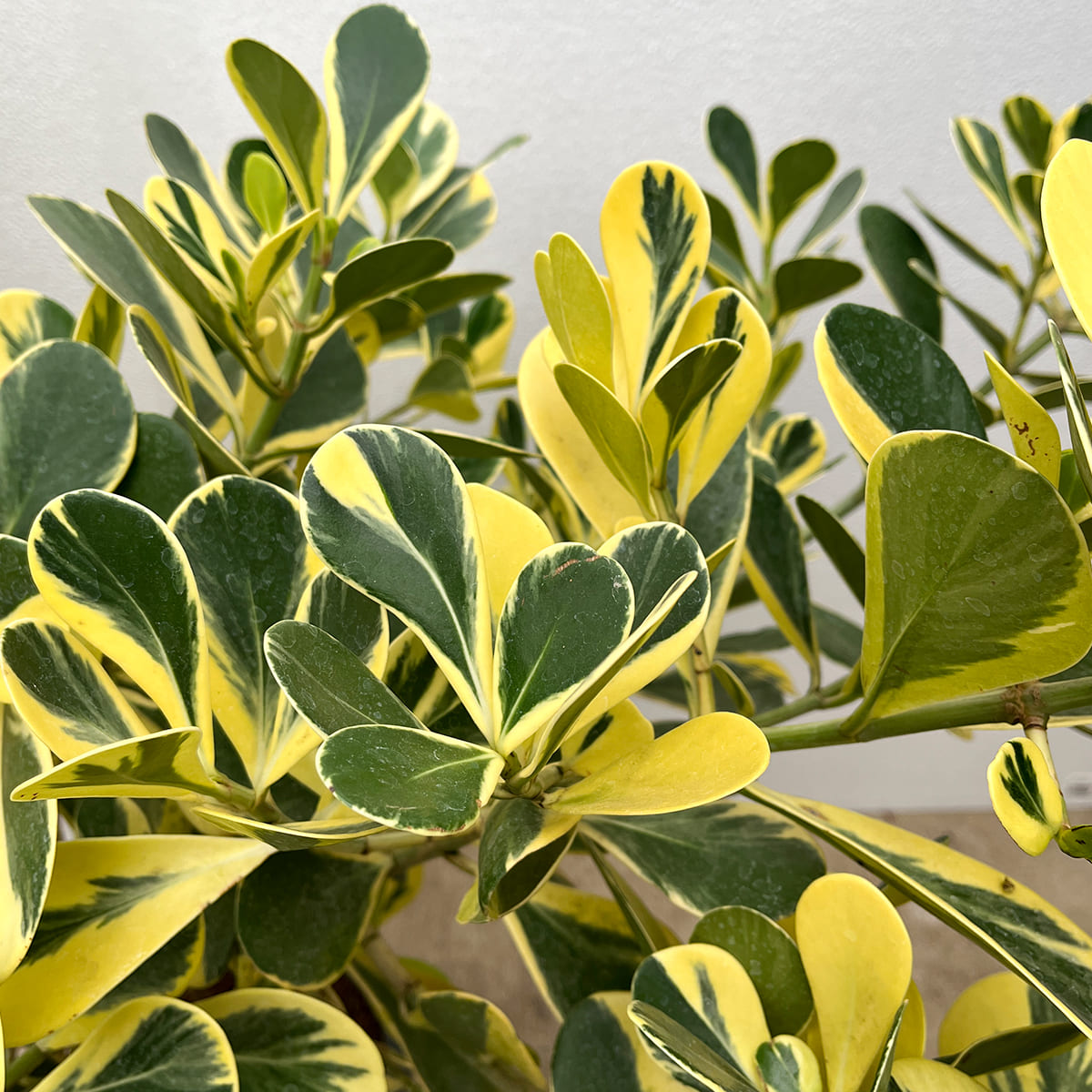【クルシア ロゼア（斑入り）】大型｜観葉植物