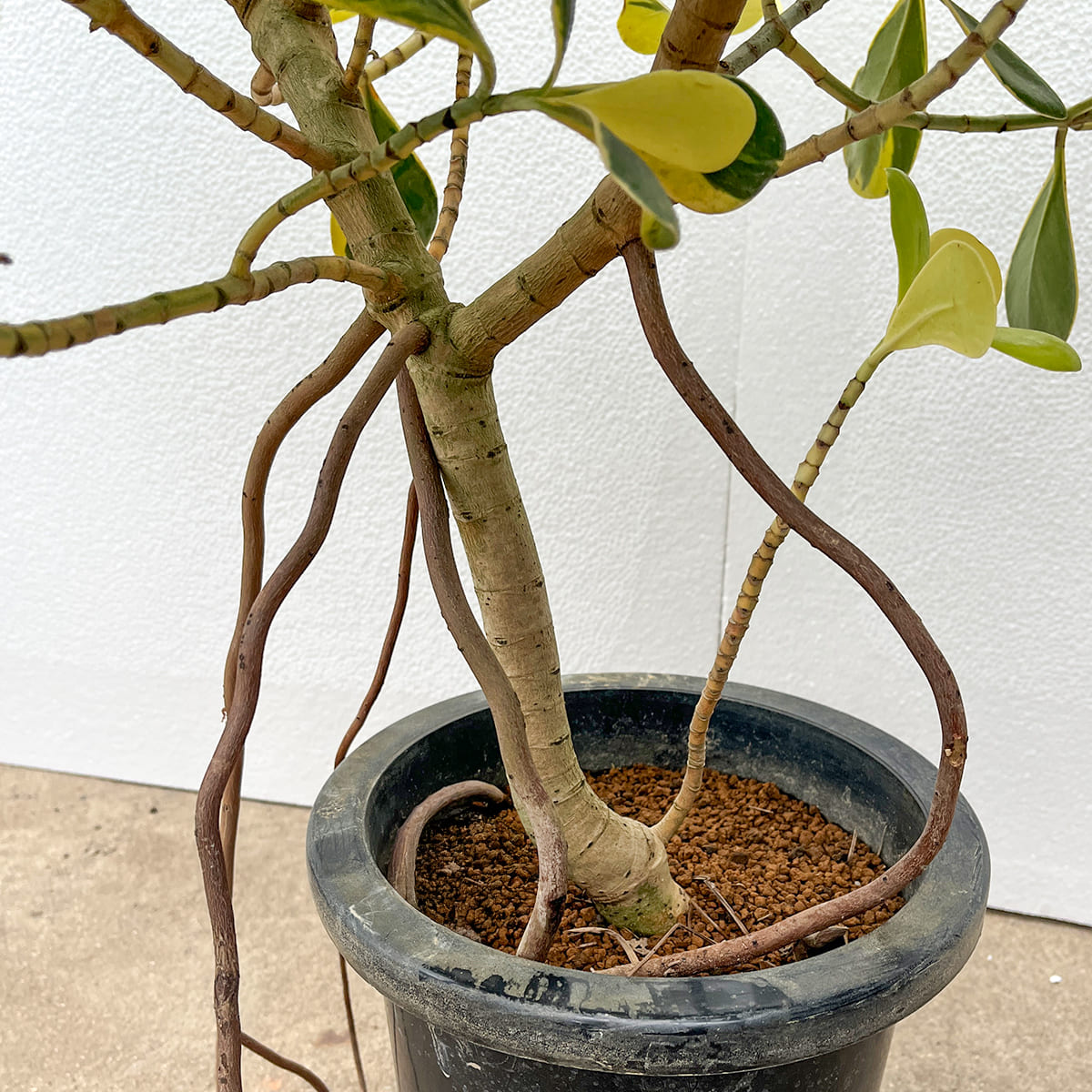 【クルシア ロゼア（斑入り）】大型｜観葉植物