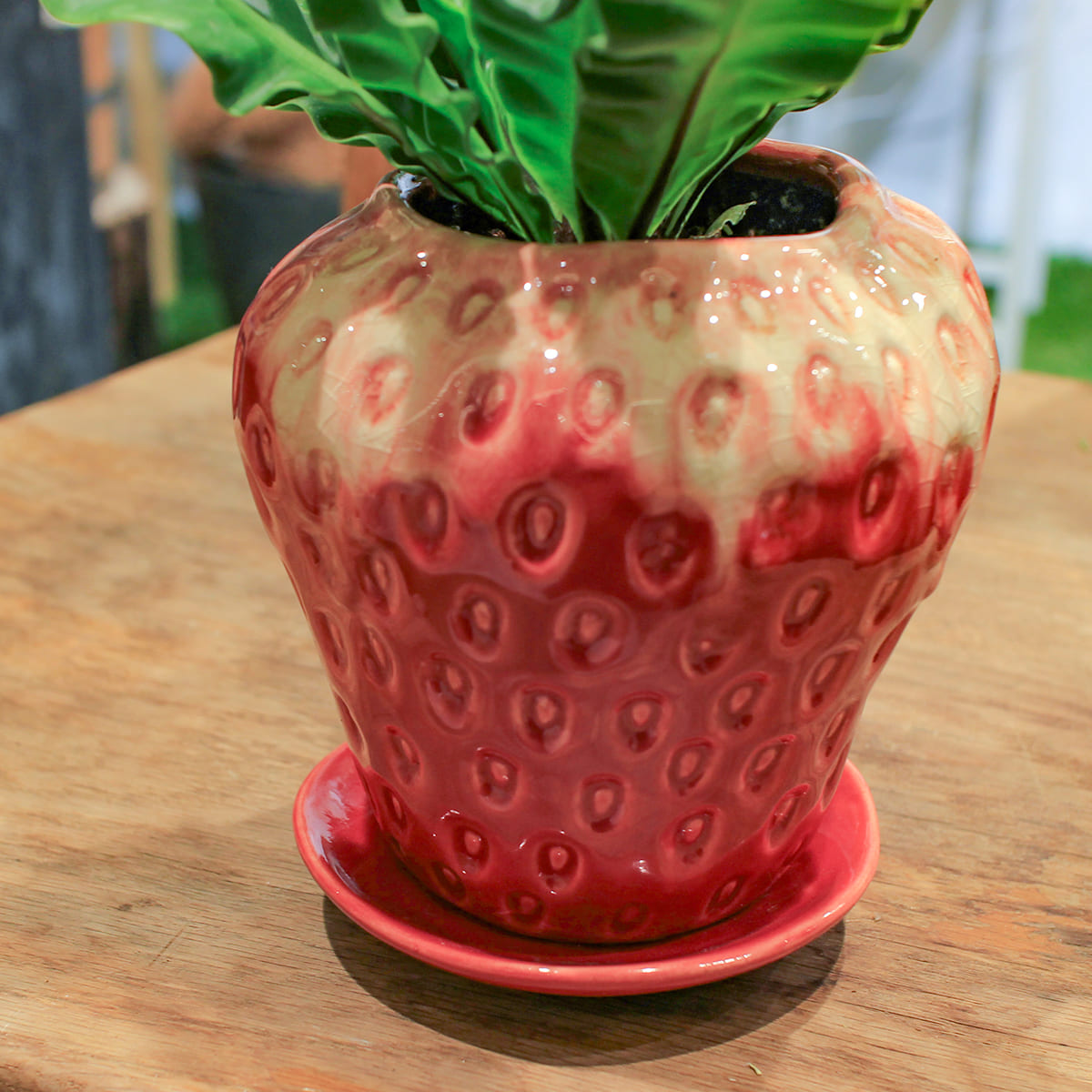【アスプレニウム コブラ】観葉植物 (陶器鉢付き)