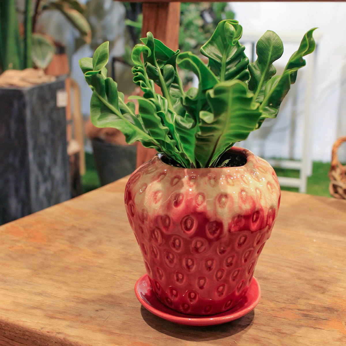 【アスプレニウム コブラ】観葉植物 (陶器鉢付き)