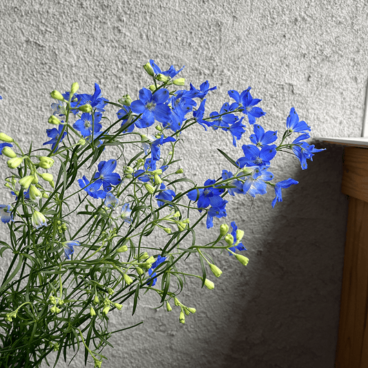 【バイヤーのオススメ】WEB限定｜デルフィニウムの切花 (青色)