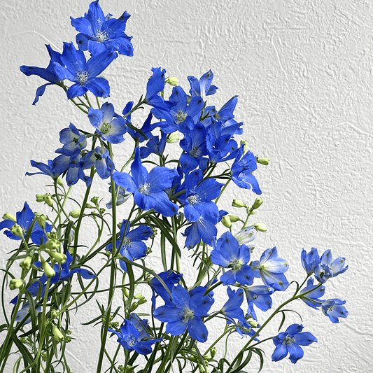 【バイヤーのオススメ】WEB限定｜デルフィニウムの切花 (青色)