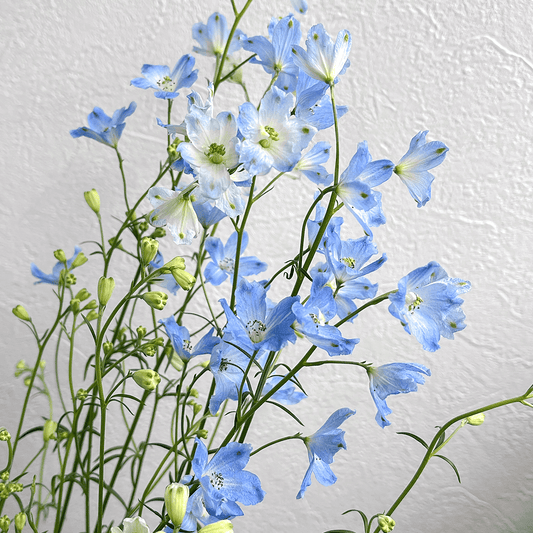 【バイヤーのオススメ】WEB限定｜デルフィニウムの切花 (水色)