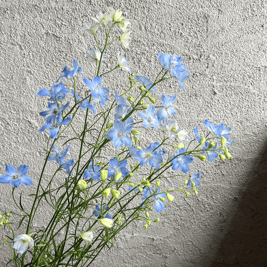 【バイヤーのオススメ】WEB限定｜デルフィニウムの切花 (水色)