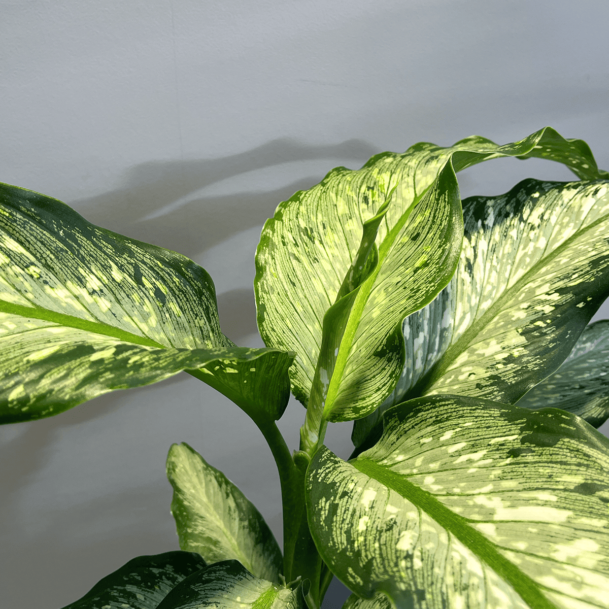 【ディフェンバキア ティキ】観葉植物 (陶器鉢付き)