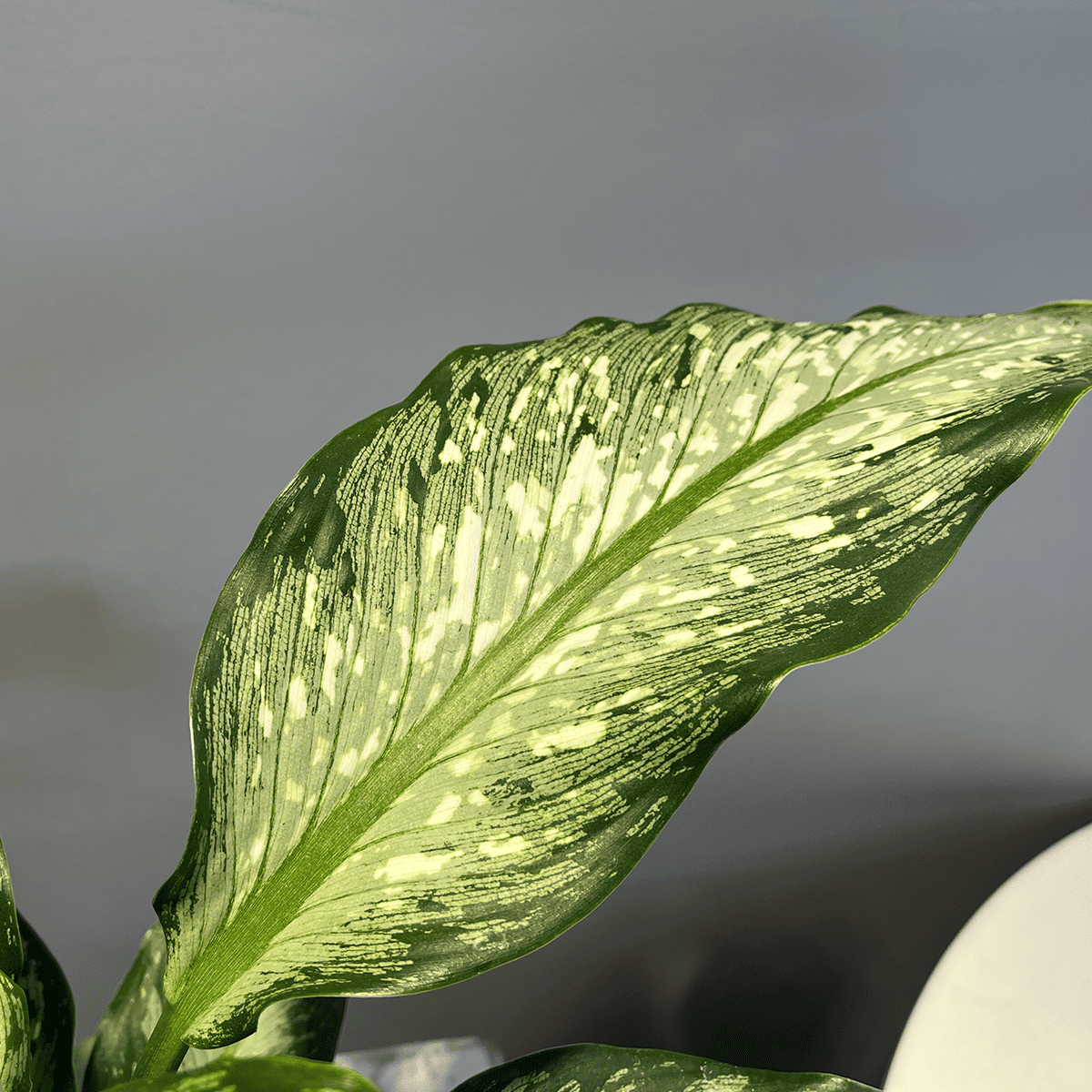 【ディフェンバキア ティキ】観葉植物 (陶器鉢付き)