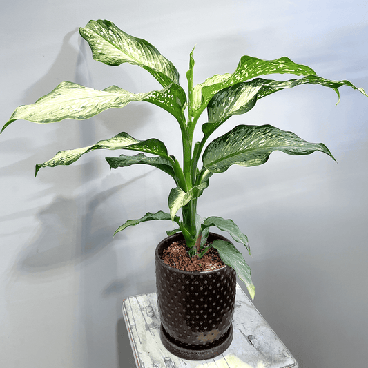 【ディフェンバキア ティキ】観葉植物 (陶器鉢付き)