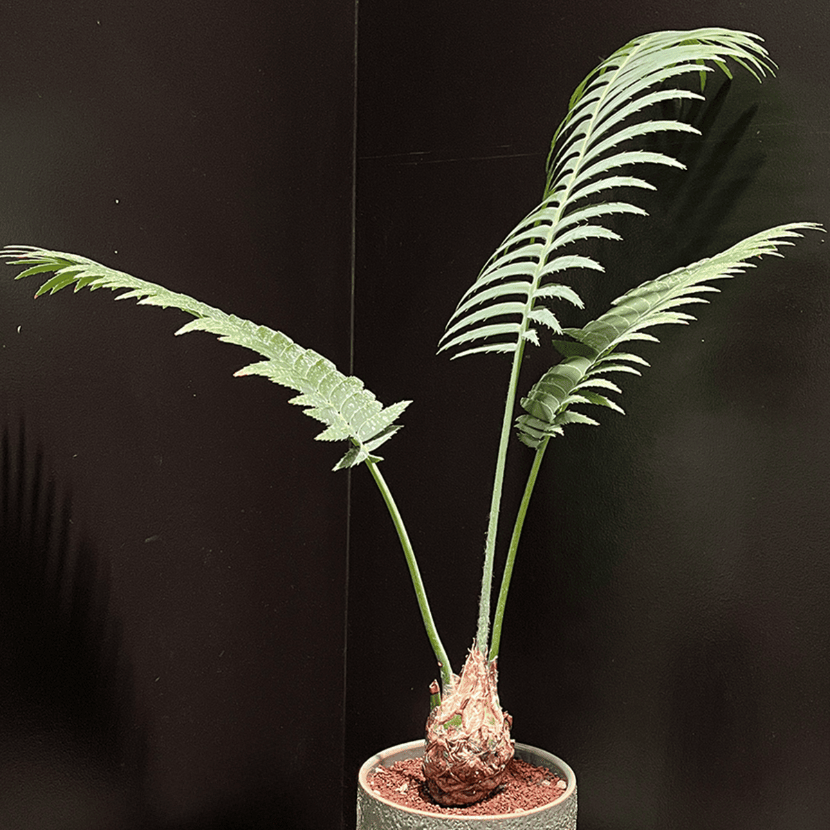 【ディオーン・スピヌロスム】観葉植物（陶器製鉢付き）