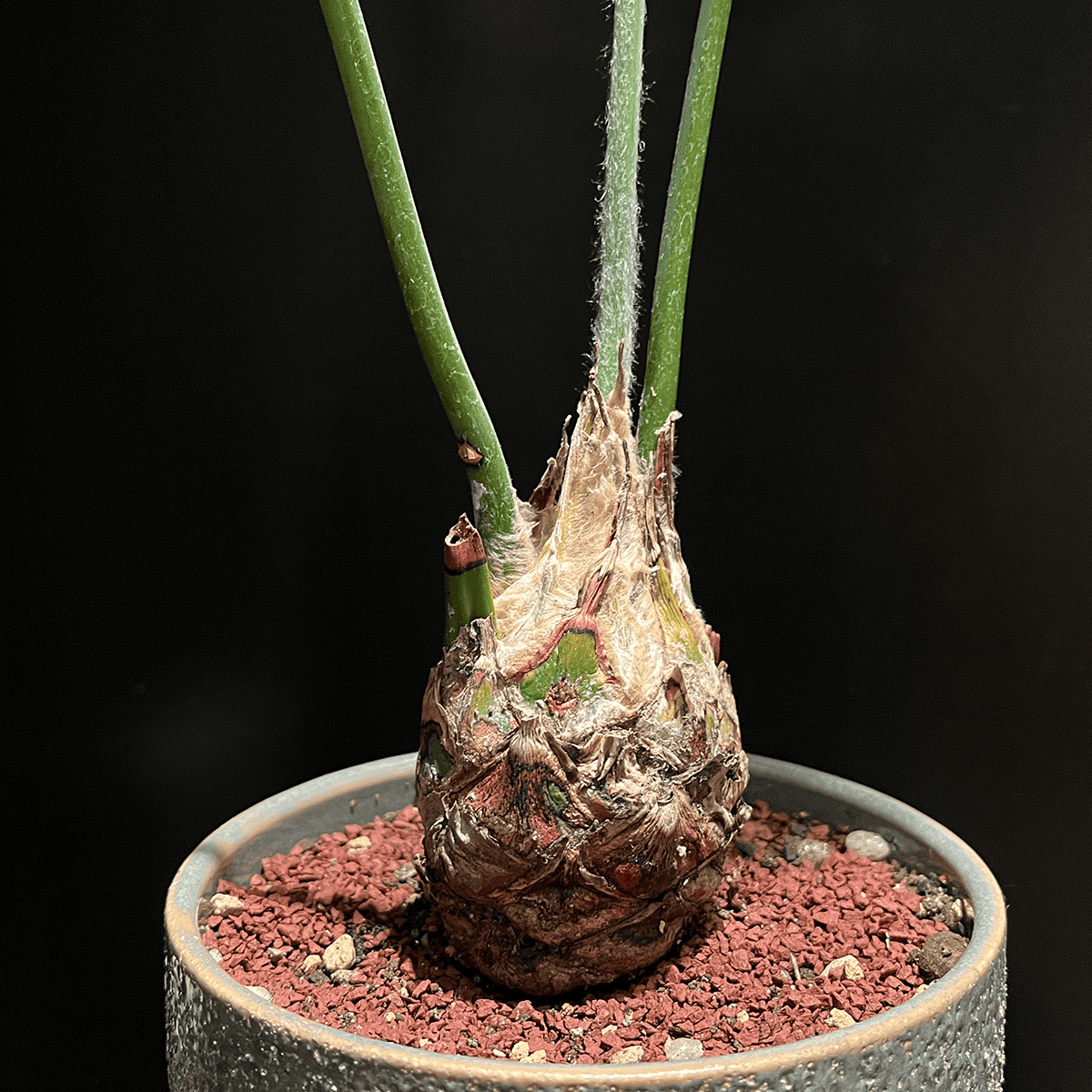 【ディオーン・スピヌロスム】観葉植物（陶器製鉢付き）