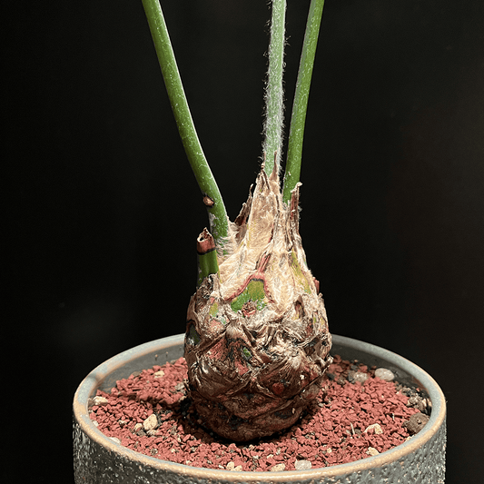 【ディオーン・スピヌロスム】観葉植物（陶器製鉢付き）