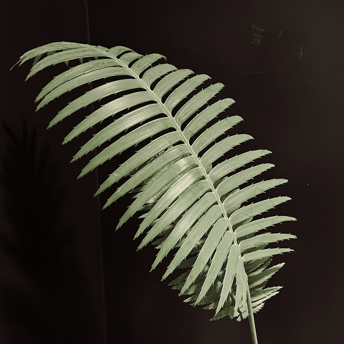 【ディオーン・スピヌロスム】観葉植物（陶器製鉢付き）