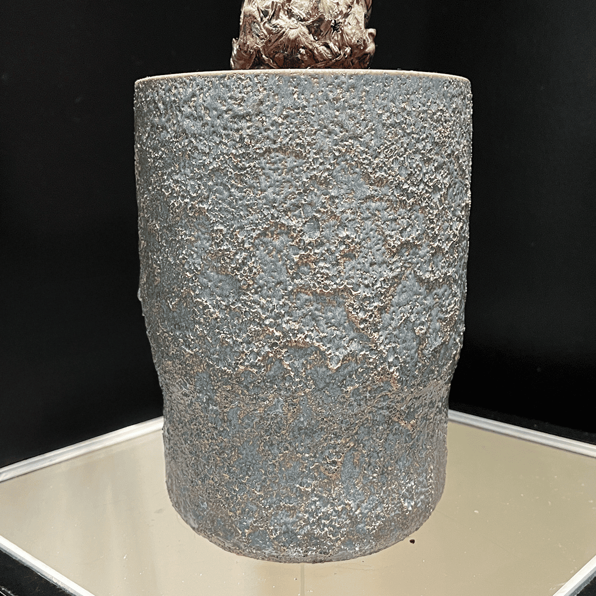 【ディオーン・スピヌロスム】観葉植物（陶器製鉢付き）