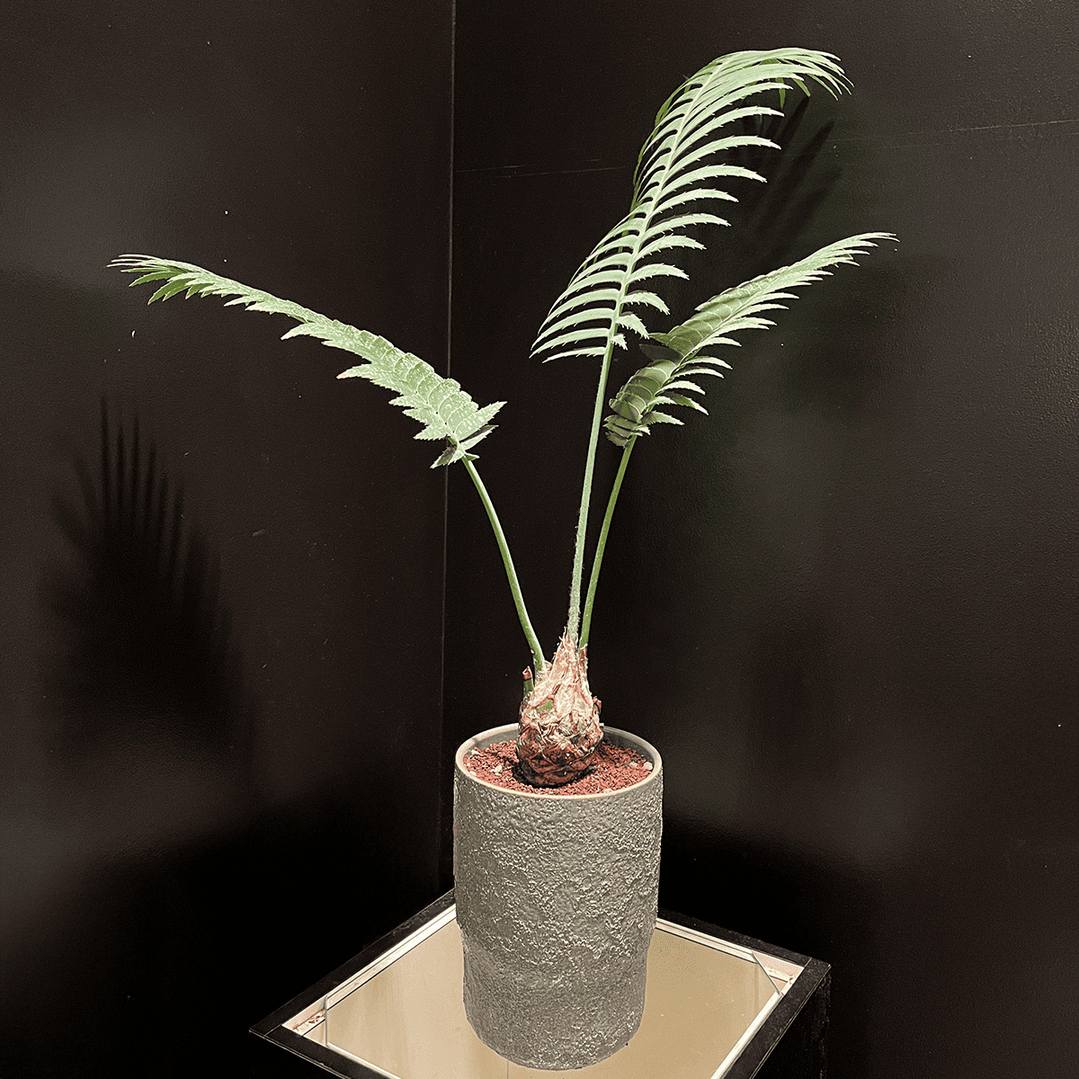 値下！②多頭メキシコソテツ　ディオーン　スピヌロスム ディオーン・スピヌロスム】観葉植物（陶器製鉢付き） – hanna