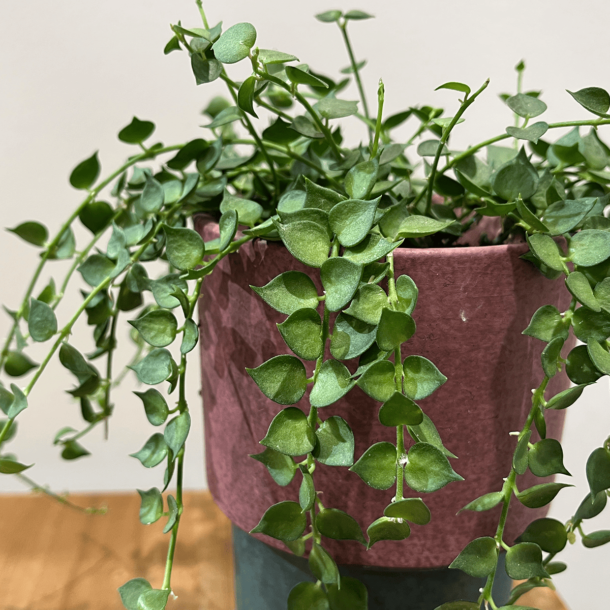 【ディスキディア ミリオンハート】観葉植物(陶器鉢付き)