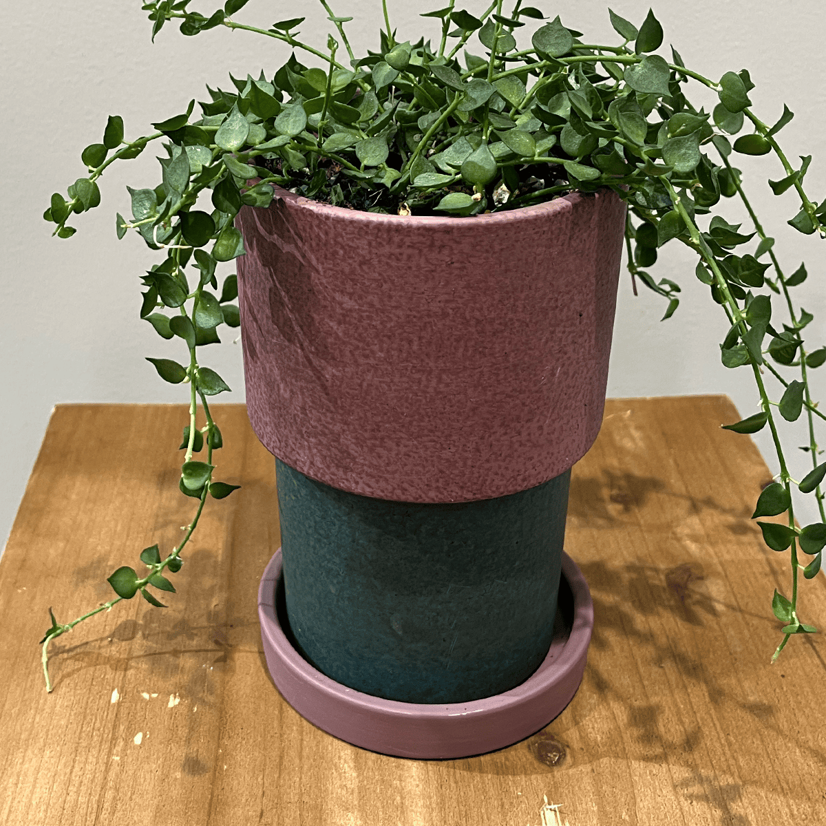 【ディスキディア ミリオンハート】観葉植物(陶器鉢付き)