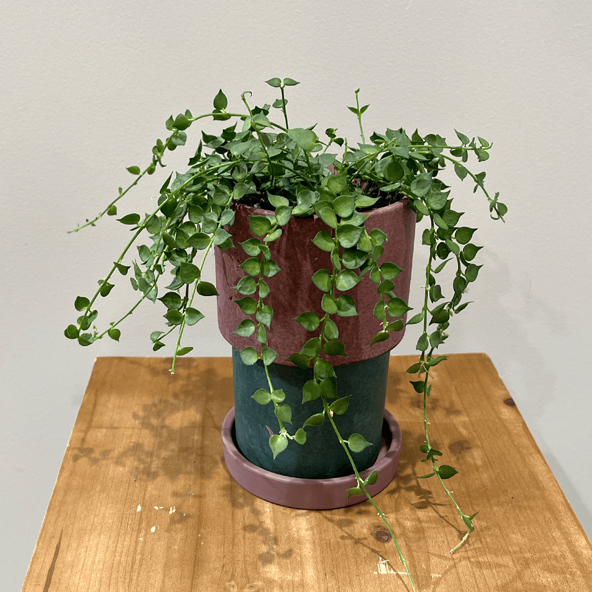 【ディスキディア ミリオンハート】観葉植物(陶器鉢付き)