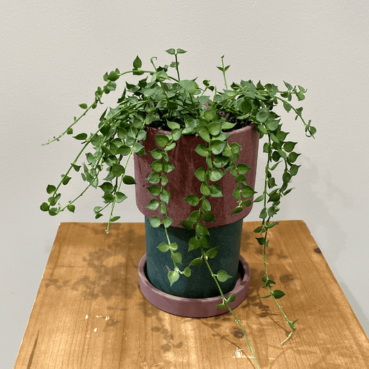 【ディスキディア ミリオンハート】観葉植物(陶器鉢付き)