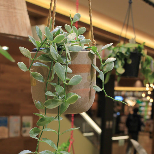 【ディスキディア エメラルド】観葉植物(吊り鉢付き)