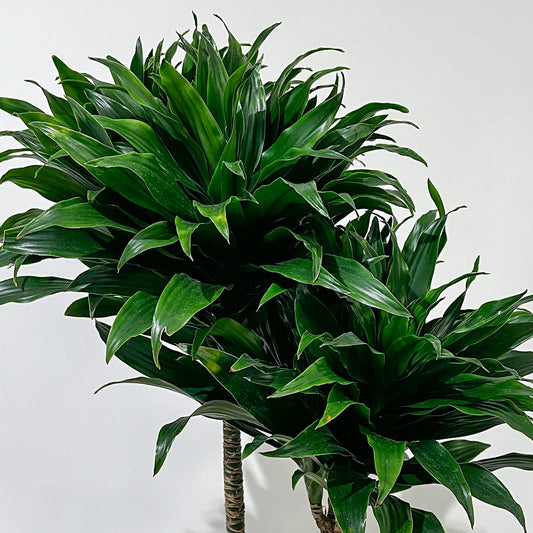 【ドラセナ・コンパクタ】陶器鉢付き｜観葉植物